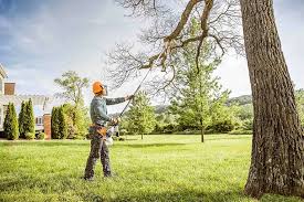 Best Tree Cabling and Bracing  in Gridley, CA